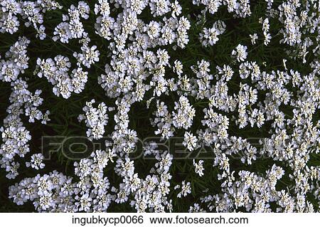 High angle view of white flowers growing in a garden View Large Photo Image Stock Photograph - High angle view of white flowers growing in a garden. Fotosearch