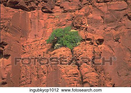 Low angle view of a plant growing on a rock formation View Large Photo Image Stock Image - Low angle view of a plant growing on a rock formation. Fotosearch
