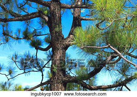 Low angle view of a tree View Large Photo Image Stock Photo - Low angle view of a tree. Fotosearch