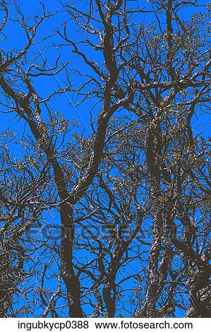 Low angle view of bare trees View Large Photo Image Stock Photo - Low angle view of bare trees. Fotosearch