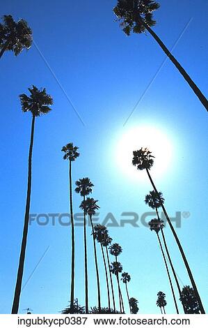 Low angle view of palm trees View Large Photo Image Stock Photo - Low angle view of palm trees. Fotosearch