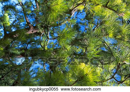 Low angle view of the branches of a coniferous tree View Large Photo Image Stock Photography - Low angle view of the branches of a coniferous tree. Fotosearch