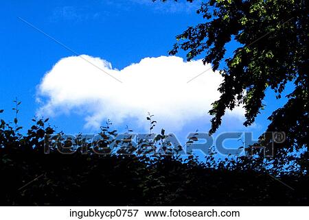 Low angle view of the branches of a tree View Large Photo Image Stock Photo - Low angle view of the branches of a tree. Fotosearch