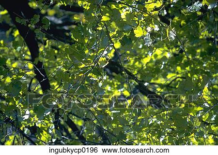 Low angle view of the branches of a tree View Large Photo Image Stock Photograph - Low angle view of the branches of a tree. Fotosearch