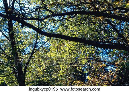 Low angle view of the branches of a tree View Large Photo Image Stock Photography - Low angle view of the branches of a tree. Fotosearch