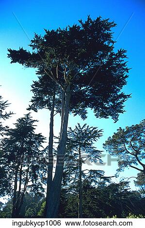 Low angle view of trees in a forest View Large Photo Image Stock Photograph - Low angle view of trees in a forest. Fotosearch