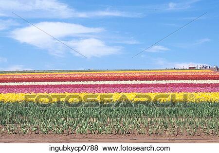 Panoramic view of a meadow of flowers View Large Photo Image Stock Photo - Panoramic view of a meadow of flowers. Fotosearch
