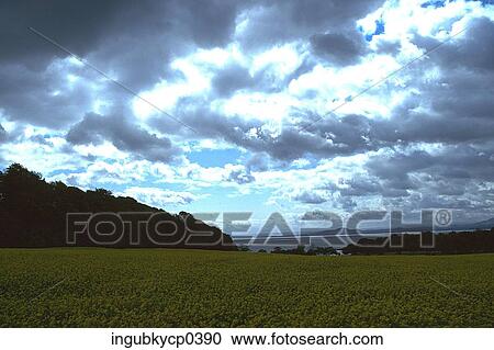 Stock Image - Panoramic view of a meadow. Fotosearch