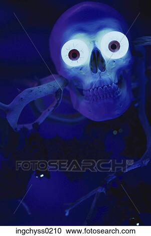 Stock Image - branch, eye, decoration, indoors, skull, studio, life. Fotosearch