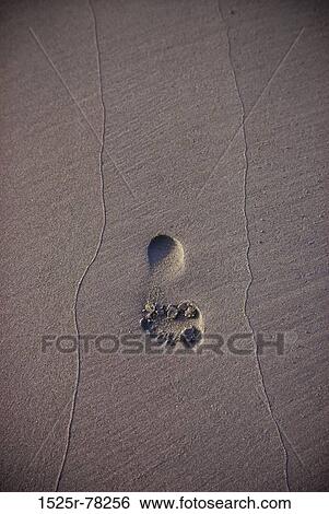 beach, barefoot, still life, footprint, unique, solitude View Large Photo Image Stock Photograph - beach, barefoot, still life, footprint, unique, solitude. Fotosearch