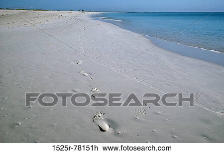Footprints on the beach View Large Photo Image Stock Image - Footprints on the beach. Fotosearch