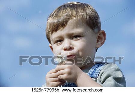 Low angle view of a boy holding a dandelion View Large Photo Image Stock Image - Low angle view of a boy holding a dandelion. Fotosearch