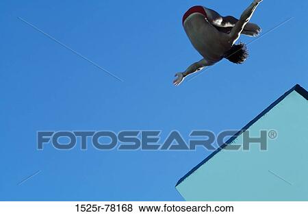sports, water sports, diving, platform, midair View Large Photo Image Stock Photo - sports, water sports, diving, platform, midair. Fotosearch