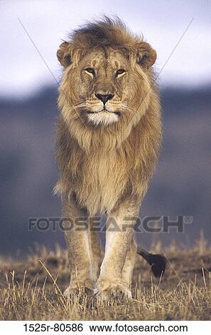 クローズアップ の A ライオン 歩くこと 中に A フィールド Panthera Leo 画像コレクション 1525r Fotosearch