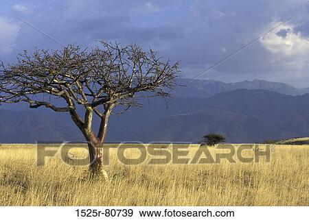 Bare tree on a field View Large Photo Image Stock Photo - Bare tree on a field. Fotosearch
