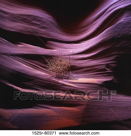Bush on a rocky surface View Large Photo Image Stock Image - Bush on a rocky surface. Fotosearch