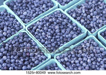 Cartons of blackberries View Large Photo Image Stock Photo - Cartons of blackberries. Fotosearch