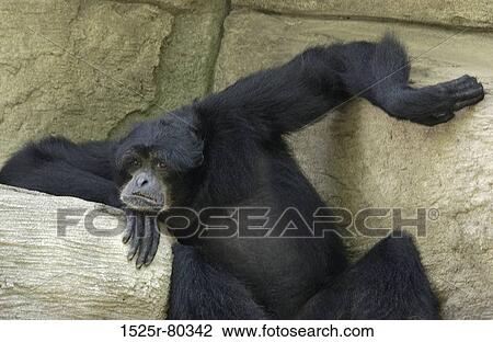 Stock Image - Chimpanzee sitting on a rock. Fotosearch