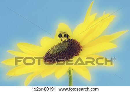 Close-up of a bee on a flower View Large Photo Image Stock Image - Close-up of a bee on a flower. Fotosearch