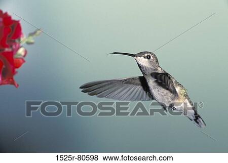 Close-up of a bird flying near a flower View Large Photo Image Stock Photo - Close-up of a bird flying near a flower. Fotosearch