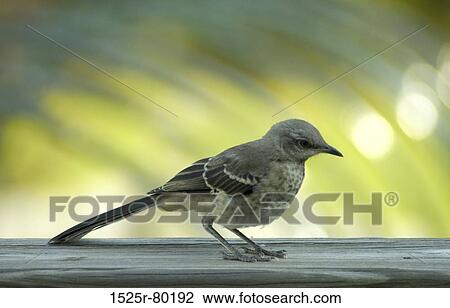 Close-up of a bird View Large Photo Image Stock Image - Close-up of a bird. Fotosearch