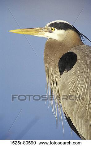 Stock Image - Close-up of a bird. Fotosearch
