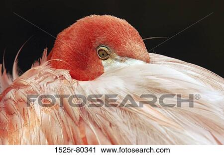 Close-up of a bird's eye View Large Photo Image Stock Image - Close-up of a bird's eye. Fotosearch