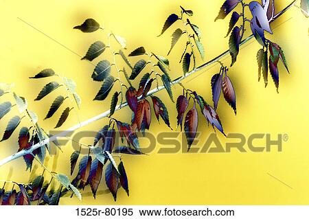 Close-up of a branch View Large Photo Image Stock Photography - Close-up of a branch. Fotosearch