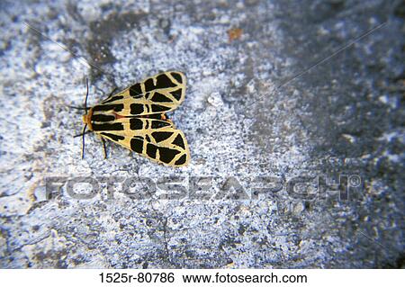 Close-up of a butterfly View Large Photo Image Stock Photograph - Close-up of a butterfly. Fotosearch