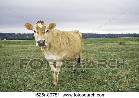 Close-up of a cow standing in a field View Large Photo Image Stock Image - Close-up of a cow standing in a field. Fotosearch