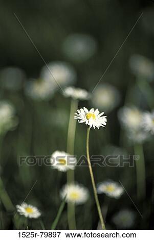 Close-up of a daisy flower View Large Photo Image Stock Photo - Close-up of a daisy flower. Fotosearch