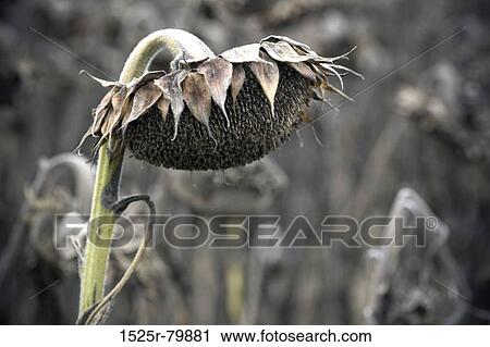 Close-up of a dead Sunflower (Helianthus annuus) View Large Photo Image Stock Image - Close-up of a dead Sunflower (Helianthus annuus). Fotosearch