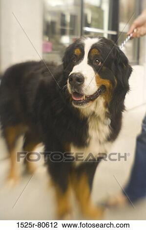 Close-up of a dog View Large Photo Image Stock Image - Close-up of a dog. Fotosearch