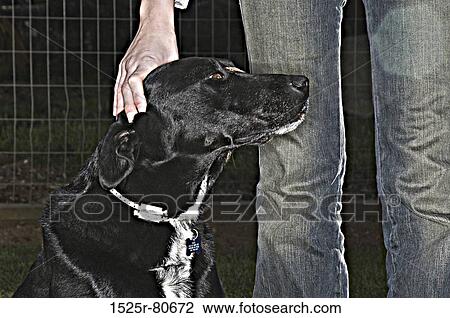 Close-up of a dog with a person standing beside it View Large Photo Image Stock Image - Close-up of a dog with a person standing beside it. Fotosearch