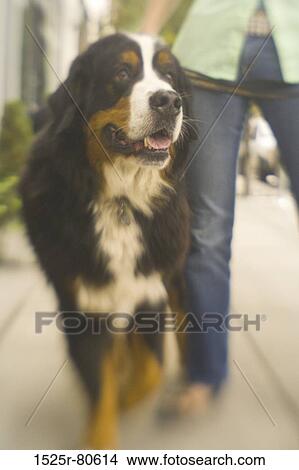 Close-up of a dog with a woman View Large Photo Image Picture - Close-up of a dog with a woman. Fotosearch