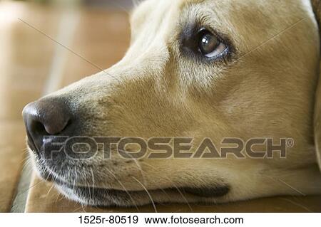 Close-up of a dog's head View Large Photo Image Stock Photo - Close-up of a dog's head. Fotosearch