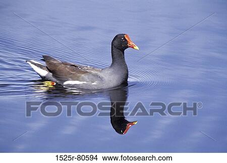 Close-up of a duck floating on water in a pond View Large Photo Image Picture - Close-up of a duck floating on water in a pond. Fotosearch