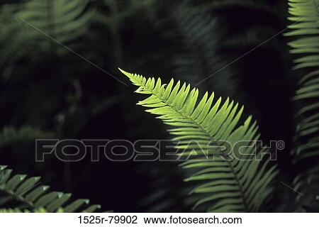 Close-up of a fern View Large Photo Image Stock Image - Close-up of a fern. Fotosearch