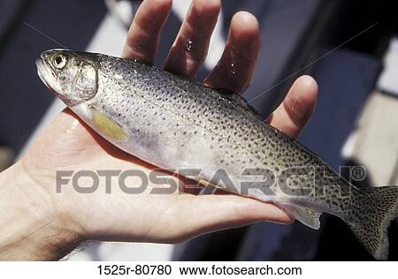 Close-up of a fish in a human hand View Large Photo Image Stock Image - Close-up of a fish in a human hand. Fotosearch