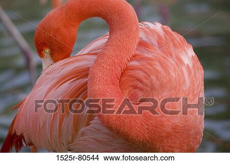 Close-up of a flamingo View Large Photo Image Picture - Close-up of a flamingo. Fotosearch