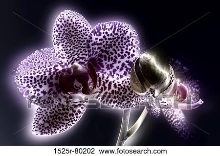 Close-up of a flower View Large Photo Image Stock Image - Close-up of a flower. Fotosearch