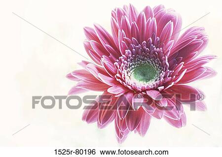 Close-up of a flower View Large Photo Image Stock Photograph - Close-up of a flower. Fotosearch