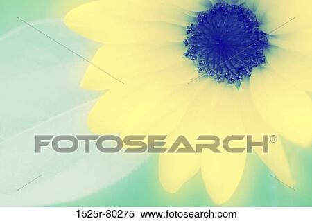 Close-up of a flower View Large Photo Image Stock Photography - Close-up of a flower. Fotosearch