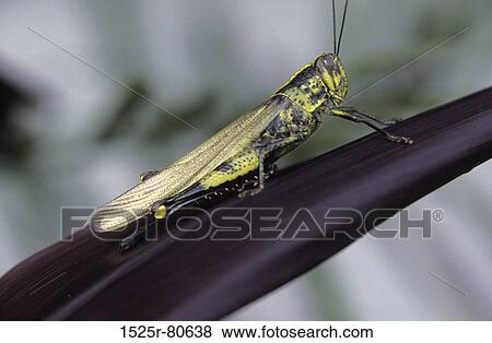 Stock Photo - Close-up of a grasshopper on a leaf. Fotosearch