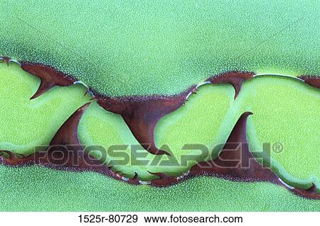 Close-up of a green abstract design View Large Photo Image Stock Photo - Close-up of a green abstract design. Fotosearch