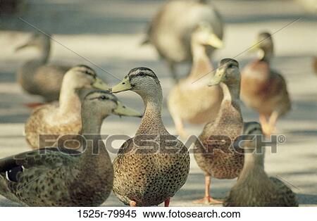 Close-up of a group of ducks (Anseriform bird) View Large Photo Image Stock Photography - Close-up of a group of ducks (Anseriform bird). Fotosearch