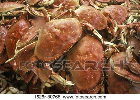 Close-up of a heap of crabs View Large Photo Image Stock Photograph - Close-up of a heap of crabs. Fotosearch