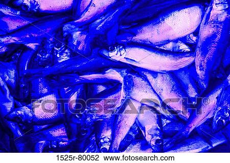 Close-up of a heap of dead fish View Large Photo Image Stock Image - Close-up of a heap of dead fish. Fotosearch
