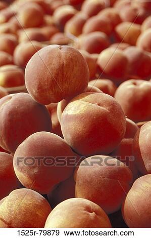 Close-up of a heap of peaches View Large Photo Image Stock Photo - Close-up of a heap of peaches. Fotosearch