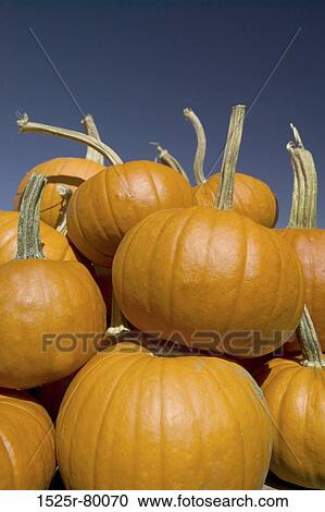 Close-up of a heap of pumpkins View Large Photo Image Stock Image - Close-up of a heap of pumpkins. Fotosearch